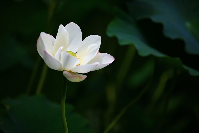 Meditation Image
